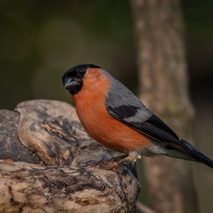 Redwell   15 06 2020   D500   Les 223.jpg